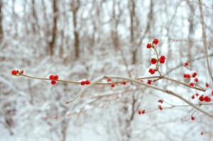 IMGP2333_wb_curved_red